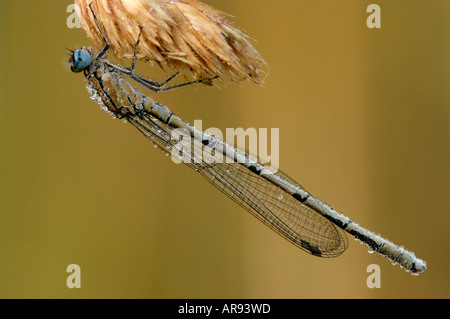 Comune Damselfly blu a roost in Early Morning Light Foto Stock