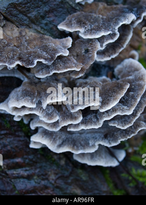 Fungo di parentesi Foto Stock