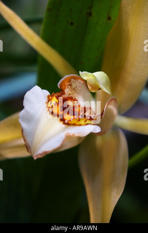 Coelogyne lawrenceana è una specie di orchidea dal Vietnam Foto Stock