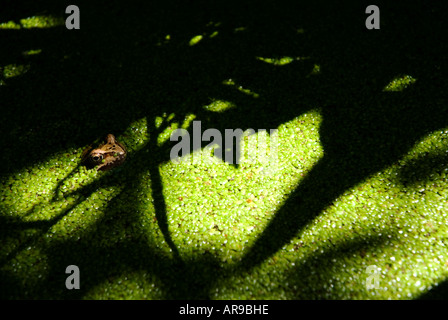 Immagine di una rana in un laghetto in giardino con la sua testa solo a prenderci al di fuori della coperta di erbacce acqua Foto Stock