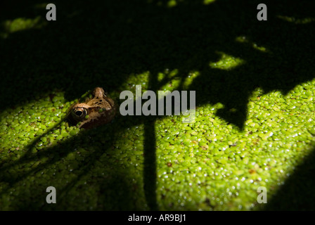 Immagine di una rana in un laghetto in giardino con la sua testa solo a prenderci al di fuori della coperta di erbacce acqua Foto Stock