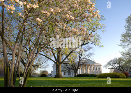 Primavera vista di fronte della Casa Bianca con la fioritura albero di magnolia. Foto Stock