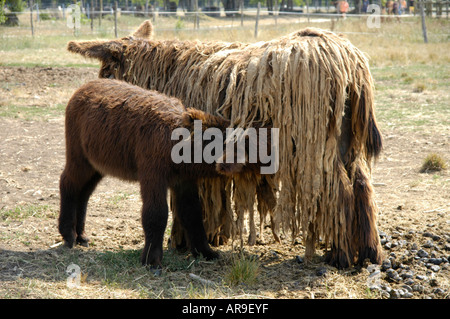 Tradizionale Poitevin asini a Donkey Sanctuary. Asinerie du Baudet du Poitou in Dampierre-sur-Boutonne Foto Stock