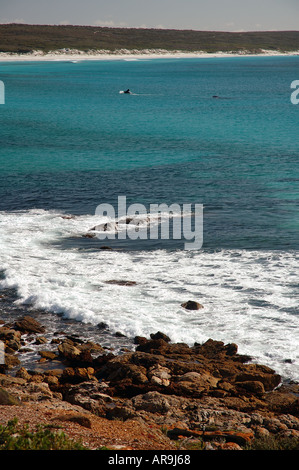 Whale gracidare punto spento Ann Fitzgerald River National Park e la Riserva della Biosfera dell Australia Occidentale Foto Stock