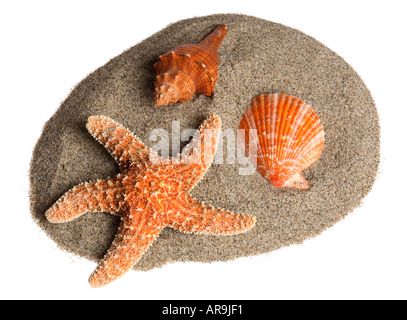 Conchiglie di sabbia & Foto Stock