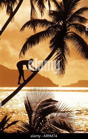 L'uomo alpinismo alta palma il La Digue Island al tramonto con l'Isola di Praslin al di là Foto Stock