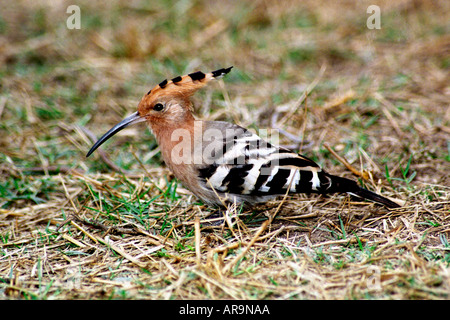 KPA72601 Upupa uccello a Bharatpur Bird Sanctuary Rajasthan in India Foto Stock