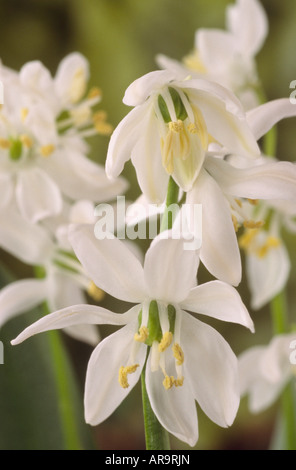 Scilla siberica "Alba" (Siberian squill) Foto Stock