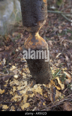 Tree masticati da castoro europeo Castor fiber Foto Stock