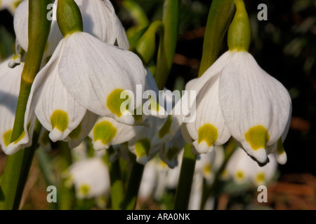 Leucojum vernum, molla il simbolo del fiocco di neve, Märzenglöcken, Märzenbecher, Niveole du printemps Campanelle comuni Foto Stock