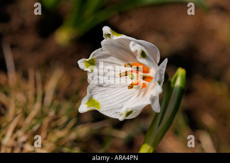 Leucojum vernum, molla il simbolo del fiocco di neve, Märzenglöcken, Märzenbecher, Niveole du printemps Campanelle comuni Foto Stock