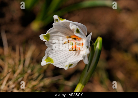 Leucojum vernum, molla il simbolo del fiocco di neve, Märzenglöcken, Märzenbecher, Niveole du printemps Campanelle comuni Foto Stock