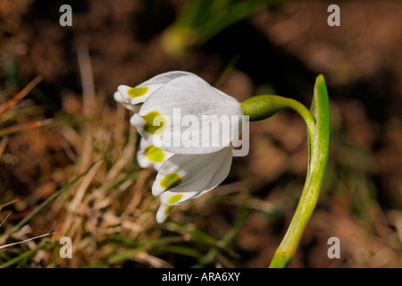 Leucojum vernum, molla il simbolo del fiocco di neve, Märzenglöcken, Märzenbecher, Niveole du printemps Campanelle comuni Foto Stock