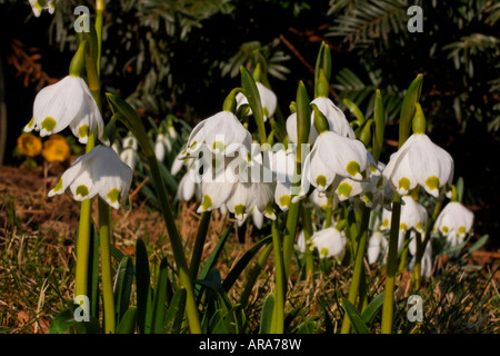 Leucojum vernum, molla il simbolo del fiocco di neve, Märzenglöcken, Märzenbecher, Niveole du printemps Campanelle comuni Foto Stock