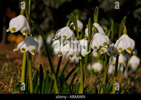 Leucojum vernum, molla il simbolo del fiocco di neve, Märzenglöcken, Märzenbecher, Niveole du printemps Campanelle comuni Foto Stock