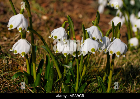 Leucojum vernum, molla il simbolo del fiocco di neve, Märzenglöcken, Märzenbecher, Niveole du printemps Campanelle comuni Foto Stock