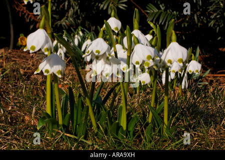 Leucojum vernum, molla il simbolo del fiocco di neve, Märzenglöcken, Märzenbecher, Niveole du printemps Campanelle comuni Foto Stock