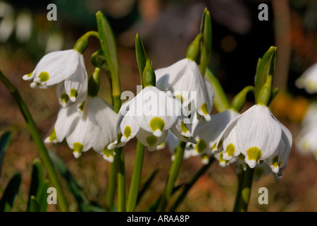 Leucojum vernum, molla il simbolo del fiocco di neve, Märzenglöcken, Märzenbecher, Niveole du printemps Campanelle comuni Foto Stock