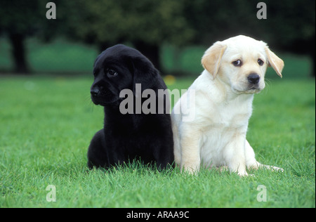 Il Labrador nero e Golden Labrador seduti insieme, Inghilterra. Foto Stock