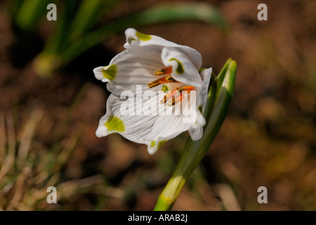 Leucojum vernum, molla il simbolo del fiocco di neve, Märzenglöcken, Märzenbecher, Niveole du printemps Campanelle comuni Foto Stock