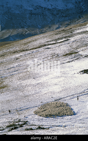 Brecon Beacons visto dall'alto sopra di pecore essendo arrotondato sulla coperta di neve Piste di Penyfan Powys Foto Stock