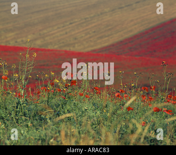 Erba e campi di papavero inclinata in uno un altro a Alfriston East Sussex Foto Stock