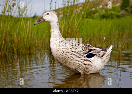 Femmina di Germano Reale Anas platyrhynchos anatra sul laghetto in riserva naturale Mynydd Bodafon Anglesey Wales UK Foto Stock