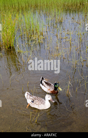 Maschio e femmina di Germano Reale Anas platyrhynchos anatre sul laghetto Anglesey Wales UK Foto Stock