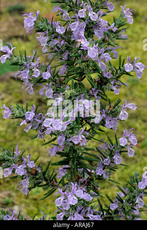 Rosmarinus 'Miss Jessop montante dell' Jessop Rosmarino blu fiore fiori piante da giardino piante di erbe erbe rosemarys Foto Stock