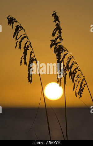 Mare di avena stagliano da sole sopra il Golfo del Messico, Cayo Costa del parco statale, Florida Foto Stock