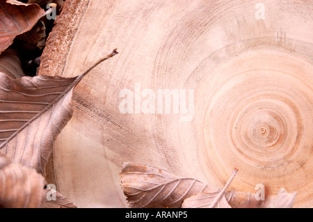 Gli anelli di crescita su un treestump abbattuto Foto Stock