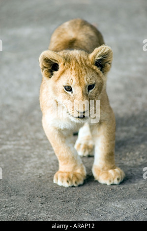 Lion cub svolge la sera il sole sul Masai Mara savannah, Kenya, Africa orientale. Foto Stock