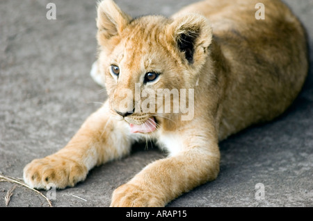 Lion cub svolge la sera il sole sul Masai Mara savannah, Kenya, Africa orientale. Foto Stock