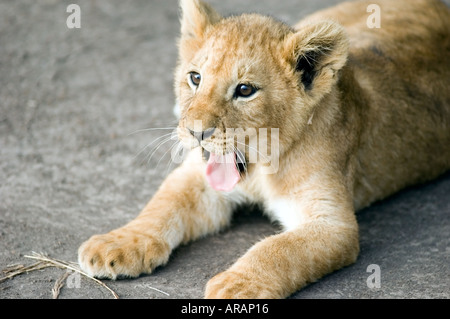 Lion cub svolge la sera il sole sul Masai Mara savannah, Kenya, Africa orientale. Foto Stock