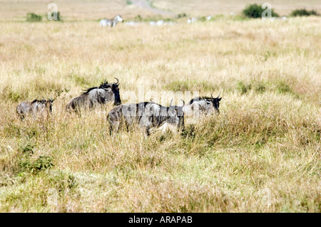 La GNU, Connochaetes taurinus, pascolare su Masai Mara Game Reserve, Kenya, Africa orientale. Foto Stock