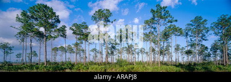 Parco nazionale delle Everglades rimrock pineta comunità a lungo il tasto di Pino slash pine stand contro il cielo blu Florida Foto Stock