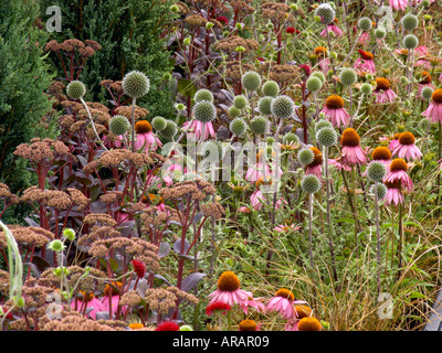 Tatton Flower Show Echinacea Kims ginocchio alta Sedum imperatore viola Foto Stock