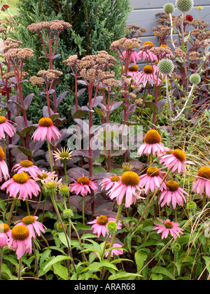 Tatton Flower Show Echinacea Kims ginocchio alta Sedum imperatore viola Foto Stock