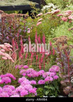 Sedum Bertram Anderson Tatton e altri nel letto a Tatton Flower Show SEdum imperatore viola Foto Stock