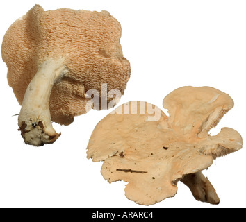 Legno fungo Hedgehog. Il lato inferiore dei dorsi cap Surrey in Inghilterra ottobre commestibili bene soprattutto quando i giovani Foto Stock