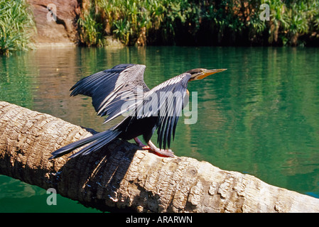 Colli di serpente Darter Anhibga melanogaster Lawn Hill Creek Queensland Australia Foto Stock