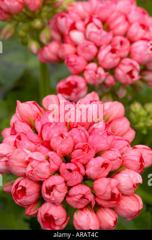 Pelargonium specie Tulip Patricia fiorito Andrea Foto Stock