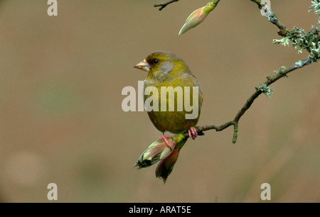 Verdone maschio nella primavera del piumaggio arroccato sullo sviluppo di foglia di platano bud Galles molla Foto Stock