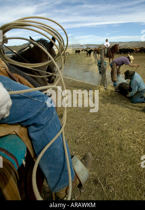 Signor Cowboy marca bovini sul Hanley Ranch nel cuore del paese di ioni Jordan Valley Oregon Foto Stock