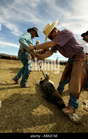 Signor Cowboy marca bovini sul Hanley Ranch nel cuore del paese di ioni Jordan Valley Oregon Foto Stock