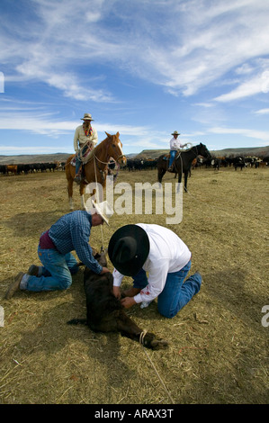 Signor Cowboy marca bovini sul Hanley Ranch nel cuore del paese di ioni Jordan Valley Oregon Foto Stock