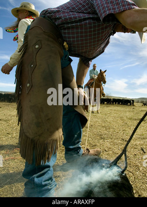 Signor Cowboy marca bovini sul Hanley Ranch nel cuore del paese di ioni Jordan Valley Oregon Foto Stock