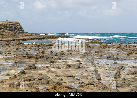 Antica foresta pietrificata a Curio Bay, il Catlins, Nuova Zelanda Foto Stock