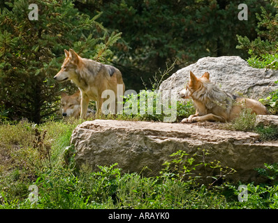 Wolf Pack Foto Stock