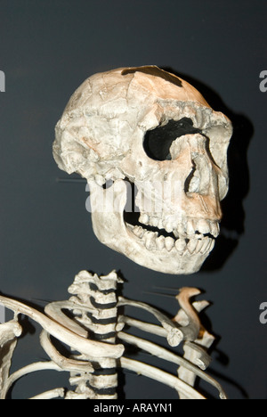 Presto lo scheletro di uomo Foto Stock